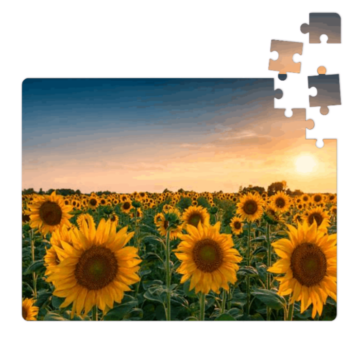 SUNFLOWER FIELD 80 PIECE PUZZLE